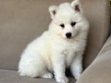 Ayi̇ Yavrusu Samoyed A Kali̇te Irk