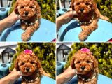 Pati Dostum Poodle