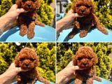 Pati Dostum Poodle