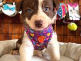 Dunyani̇n En Zeki̇ Irki Kizil Border Collie
