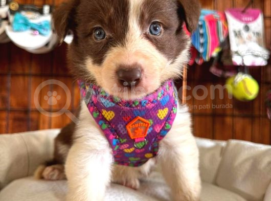 Dunyani̇n En Zeki̇ Irki Kizil Border Collie görsel