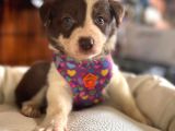 Dunyani̇n En Zeki̇ Irki Kizil Border Collie