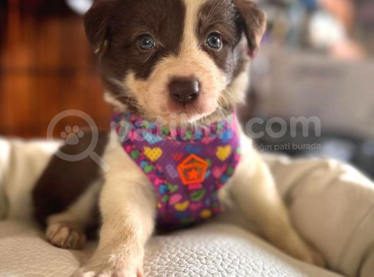 Dunyani̇n En Zeki̇ Irki Kizil Border Collie görsel