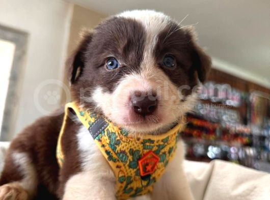 Dunyani̇n En Zeki̇ Irki Kizil Border Collie görsel