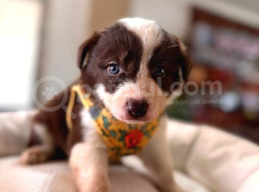 Dunyani̇n En Zeki̇ Irki Kizil Border Collie görsel