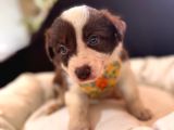 Dunyani̇n En Zeki̇ Irki Kizil Border Collie