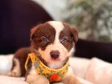 DUNYANİN EN ZEKİ IRKI KIZIL BORDER COLLIE