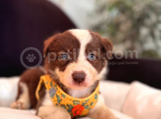 Dunyani̇n En Zeki̇ Irki Kizil Border Collie