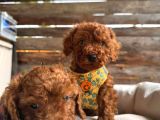 En akıllı apartman köpeği a SCRLİ toy poodle