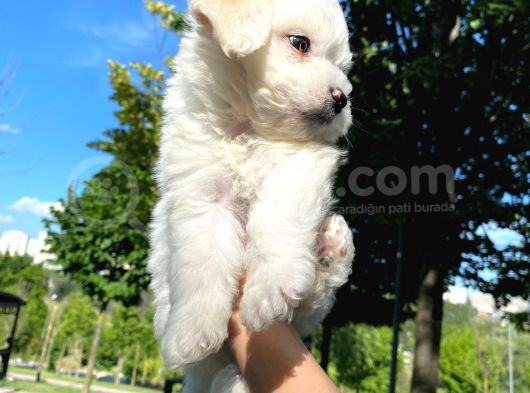 Eşyalarıyla Birlikte 2 Aylık Saf Kan Maltese Terrier görsel
