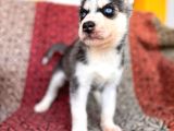 Yakişikli Husky Si̇bi̇rya Kurdu Yavrularimiz
