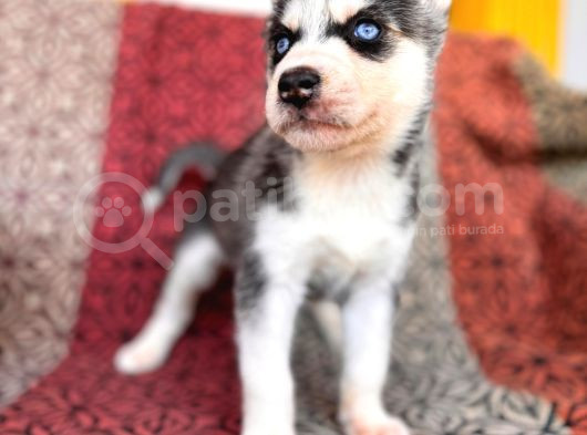 Yakişikli Husky Si̇bi̇rya Kurdu Yavrularimiz görsel