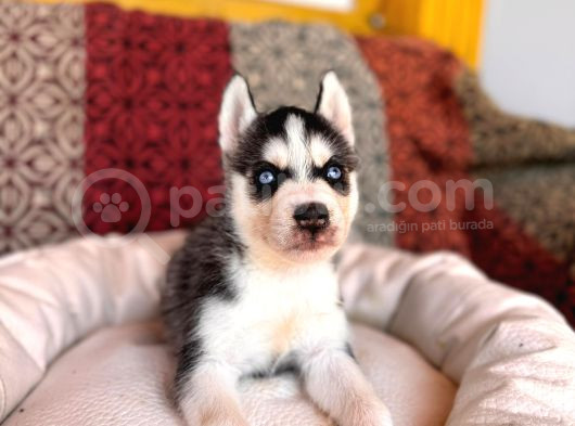 Yakişikli Husky Si̇bi̇rya Kurdu Yavrularimiz