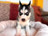 Yakişikli Husky Si̇bi̇rya Kurdu Yavrularimiz