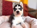 Yakişikli Husky Si̇bi̇rya Kurdu Yavrularimiz