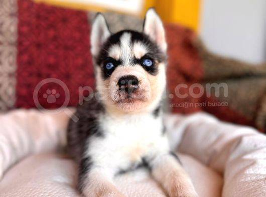 Yakişikli Husky Si̇bi̇rya Kurdu Yavrularimiz görsel