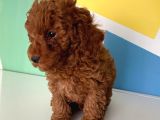 Orjinal Red Brown Toy Poodle Erkek ve dişi