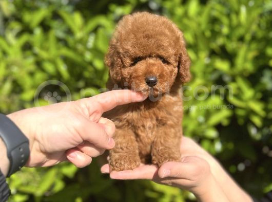 Xxs Safkan Teacup Ve Toy Yavrular Wc Eği̇ti̇mli̇ görsel