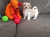 Maltipoo Yavrularımız Çok Uygundur