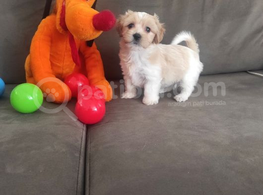 Maltipoo Yavrularımız Çok Uygundur görsel