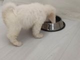 Eşyalarıyla Birlikte 2 Aylık Saf Kan Maltese Terrier