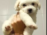 Eşyalarıyla Birlikte 2 Aylık Saf Kan Maltese Terrier