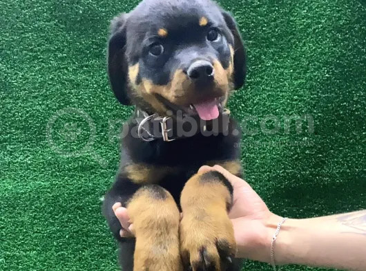 Macar Koca Kafa Rotweiler Erkek Acil görsel