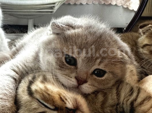 Çok Tatlı Scottish Fold Yavrumuz görsel