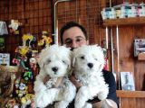 Hiç büyümeyen bembeyaz maltese terrier