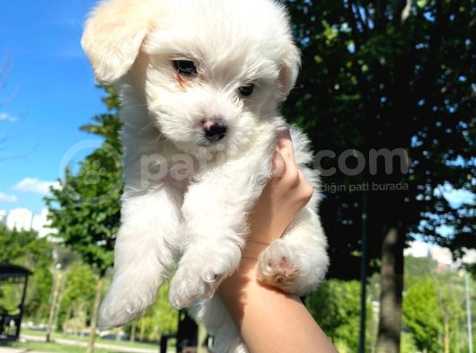 Eşyalarıyla Birlikte 2 Aylık Saf Kan Maltese Terrier