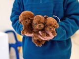 Safkan Orjinal Toy Poodle Yavrularimiz