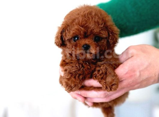 Safkan Orjinal Toy Poodle Yavrularimiz görsel