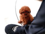 Safkan Orjinal Toy Poodle Yavrularimiz