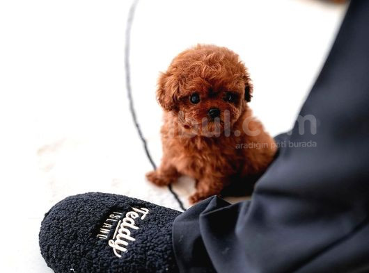 Safkan Orjinal Toy Poodle Yavrularimiz görsel