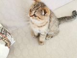 2 Bucuk Aylık Erkek Scottish Fold