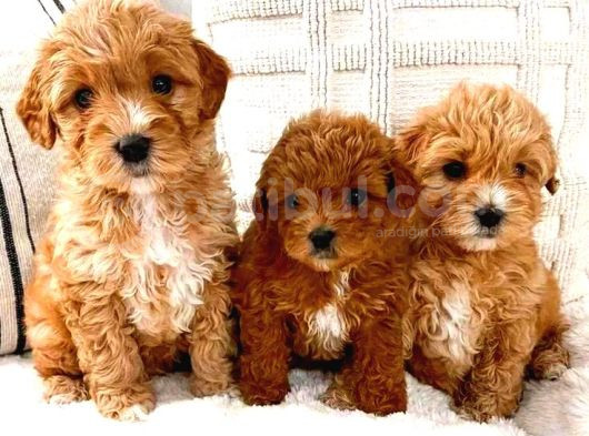 Mi̇ni̇ Puppy Boy Kahve Tonlu Kivircik Tüylü Malti̇po Yavrular 