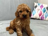 Evde Baktığım Köpeklerin Yavrusudur