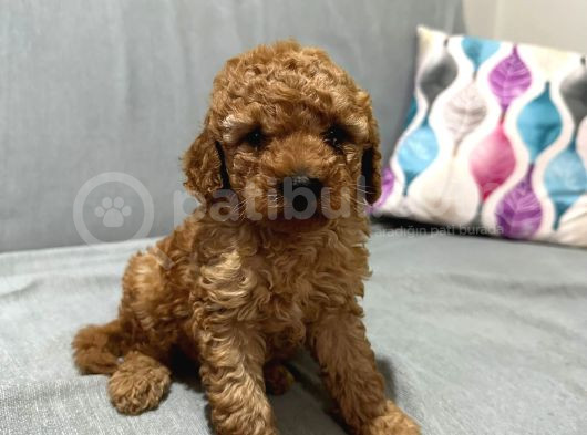 Evde Baktığım Köpeklerin Yavrusudur görsel