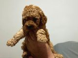 Evde Baktığım Köpeklerin Yavrusudur