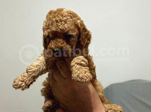 Evde Baktığım Köpeklerin Yavrusudur görsel