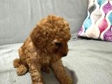 Evde Baktığım Köpeklerin Yavrusudur