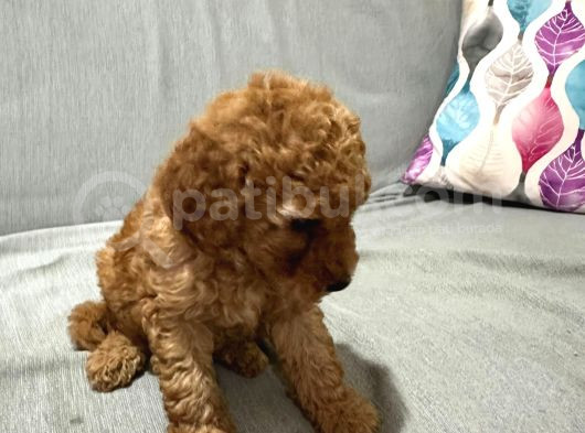 Evde Baktığım Köpeklerin Yavrusudur görsel
