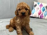 Evde Baktığım Köpeklerin Yavrusudur
