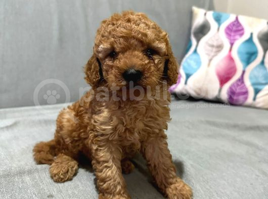 Evde Baktığım Köpeklerin Yavrusudur görsel