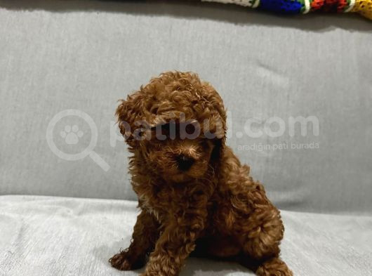 Evde Baktığım Köpeklerin Yavrusudur görsel