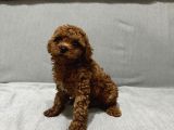 Evde Baktığım Köpeklerin Yavrusudur