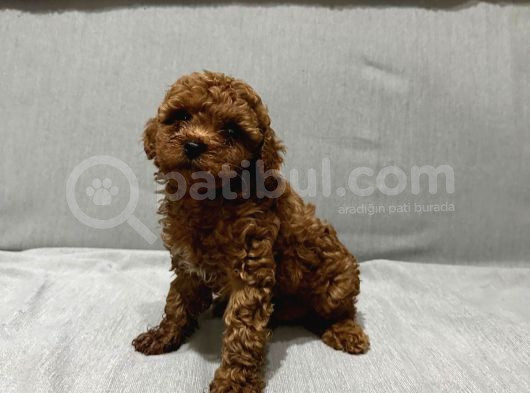 Evde Baktığım Köpeklerin Yavrusudur görsel
