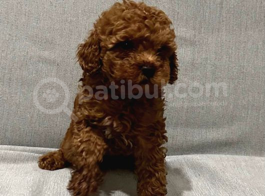 Evde Baktığım Köpeklerin Yavrusudur görsel