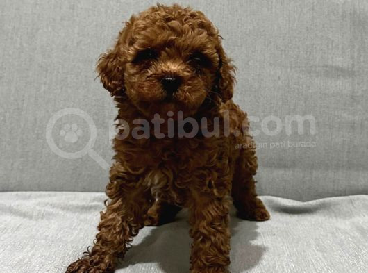 Evde Baktığım Köpeklerin Yavrusudur