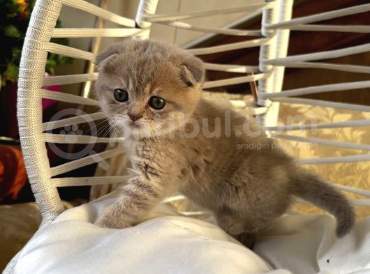 Scottish Fold Ve British Shorthair Kardeşler görsel
